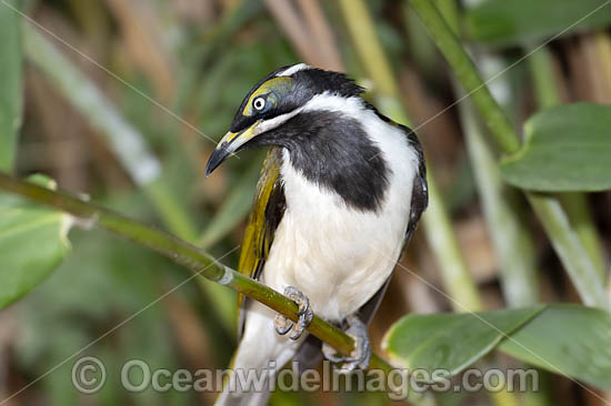 Blue-faced Honeyeater photo