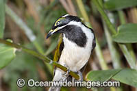 Blue-faced Honeyeater Photo - Gary Bell