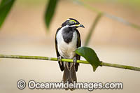Blue-faced Honeyeater Photo - Gary Bell