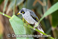 Noisy Miner Coffs Harbour Photo - Gary Bell