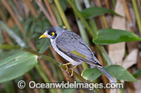 Noisy Miner Coffs Harbour Photo - Gary Bell