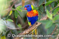 Rainbow Lorikeet Photo - Gary Bell