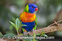 Rainbow Lorikeet Photo - Gary Bell