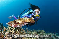 Broadclub Cuttlefish and Diver Photo - Gary Bell