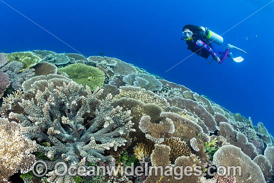 Coral Reef Scene PNG photo Coral Reef Scene PNG photo