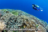 Coral Reef Scene PNG Photo - Gary Bell