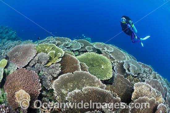 Coral Reef Scene PNG photo Coral Reef Scene PNG photo