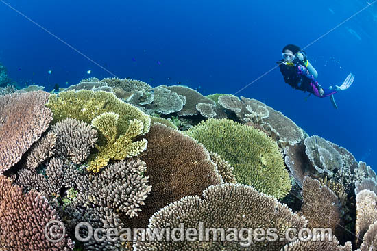 Diver and Reef Scene photo Diver and Reef Scene photo