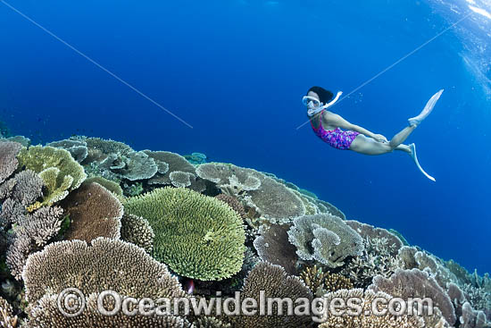 Snorkel Diver and Reef photo Snorkel Diver and Reef photo