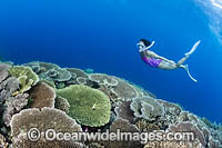 Snorkel Diver and Reef Photo - Gary Bell