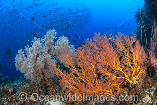 Tropical Reef Scene photo Tropical Reef Scene photo
