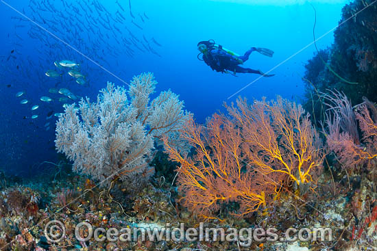 Tropical Reef and Diver photo Tropical Reef and Diver photo