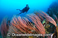 Tropical Reef and Diver Photo - Gary Bell