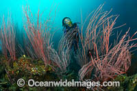 Tropical Reef and Diver Photo - Gary Bell