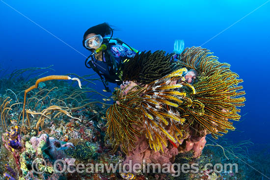Tropical Reef and Diver photo Tropical Reef and Diver photo
