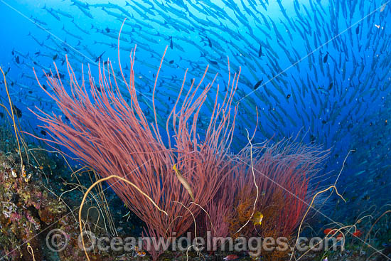Tropical Reef Scene photo
