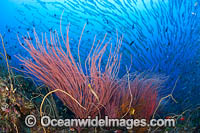 Tropical Reef Scene Photo - Gary Bell