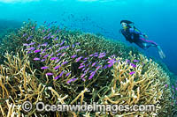 Diver Coral and Fish Photo - Gary Bell