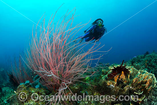 Whip Coral and Diver photo Whip Coral and Diver photo