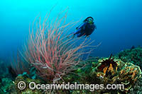 Whip Coral and Diver Photo - Gary Bell