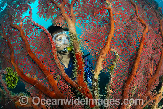 Diver and Fan Coral photo