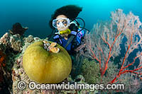 Pink Anemonefish Photo - Gary Bell
