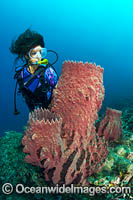 Diver and Giant Barrel Sponge Photo - Gary Bell
