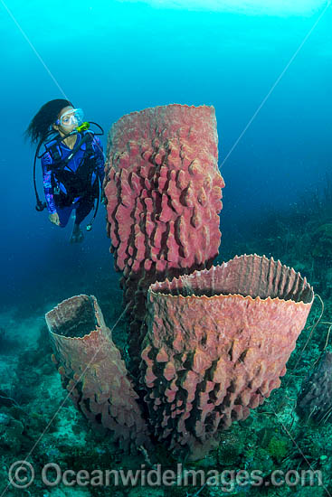 Diver and Giant Barrel Sponge photo Diver and Giant Barrel Sponge photo