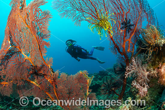 Diver and coral reef photo Diver and coral reef photo