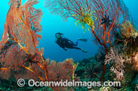 Diver and coral reef Photo - Gary Bell