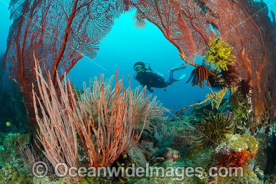 Diver and coral reef photo