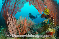 Diver and coral reef Photo - Gary Bell