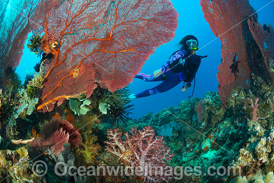 Diver and coral reef photo