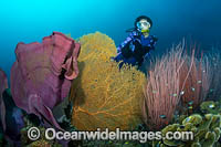 Diver and coral reef Photo - Gary Bell
