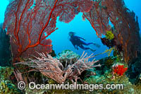 Diver and coral reef Photo - Gary Bell