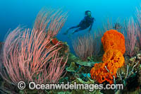 Diver and coral reef Photo - Gary Bell