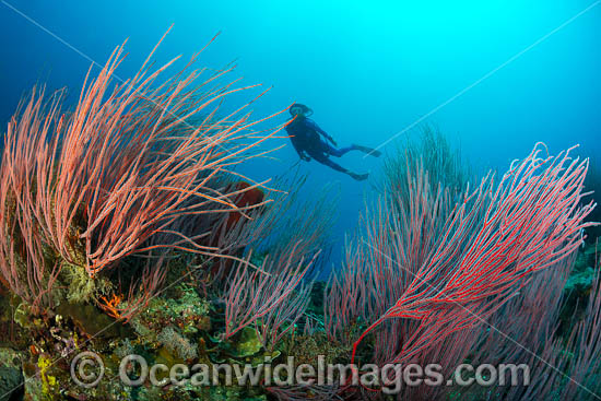 Diver and coral reef photo
