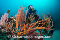 Diver and coral reef Photo - Gary Bell