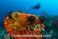 Diver and Sea sponge Photo - Gary Bell