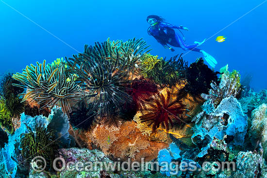 Diver and coral reef photo