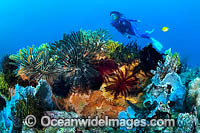 Diver and coral reef Photo - Gary Bell