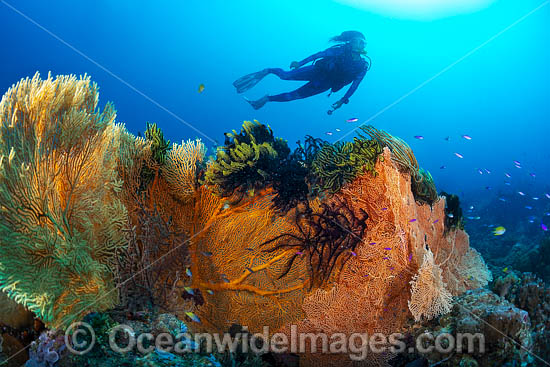 Diver and coral reef photo