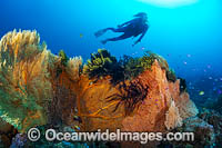 Diver and coral reef Photo - Gary Bell