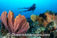 Diver and coral reef Photo - Gary Bell