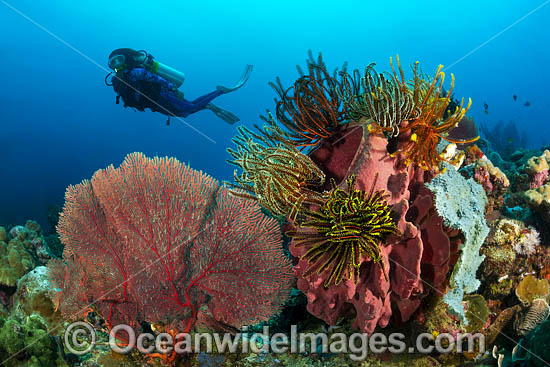 Diver and coral reef photo