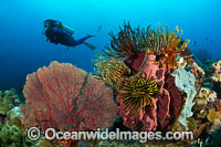 Diver and coral reef Photo - Gary Bell