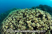 Hard Coral Photo - Gary Bell