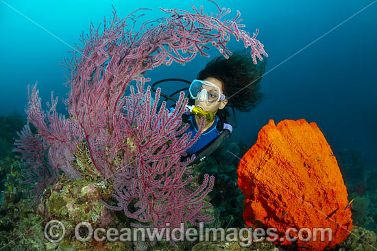 Diver and Fan Coral photo Diver and Fan Coral photo