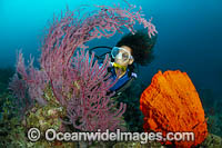 Diver and Fan Coral Photo - Gary Bell