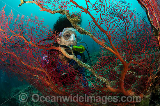Diver and Fan Coral photo Diver and Fan Coral photo